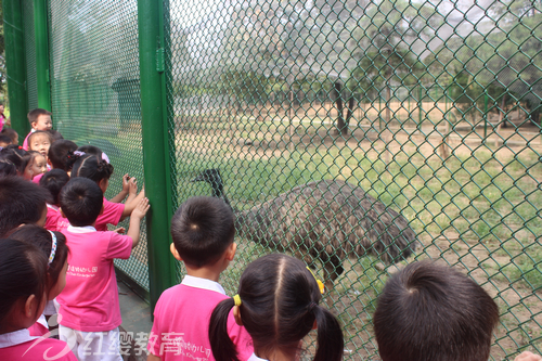 快看呀！大鴕鳥呀！